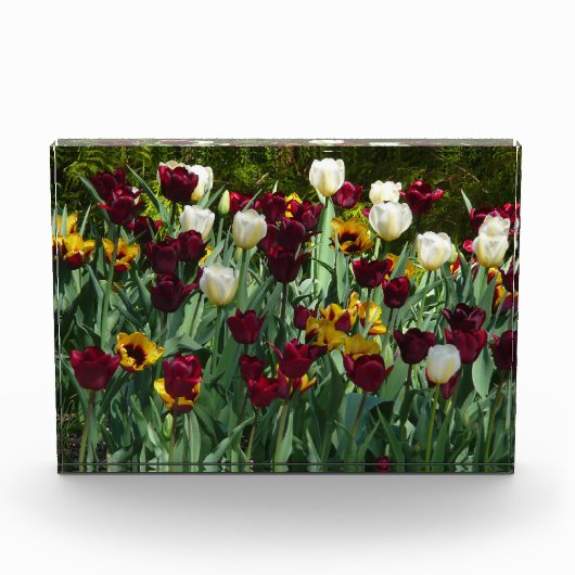 Maroon and Yellow Tulips Fotoblock (Vorderseite)