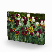 Maroon and Yellow Tulips Fotoblock (Rechts)