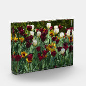 Maroon and Yellow Tulips Fotoblock (Links)