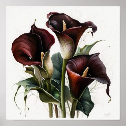 Maroon Calla Lilies Lily Blume Poster (Vorne)
