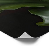 Maroon Calla Lilies Lily Blume Poster (Ecke)