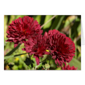 Maroon Chrysanthemums (Vorderseite (Horizontal))