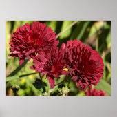 Maroon Chrysanthemums Poster (Vorne)