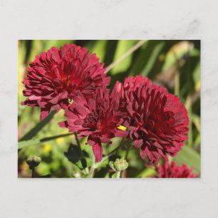 Maroon Chrysanthemums Postkarte