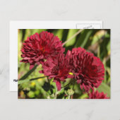 Maroon Chrysanthemums Postkarte (Vorne/Hinten)