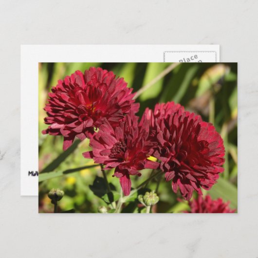 Maroon Chrysanthemums Postkarte (Vorne/Hinten)