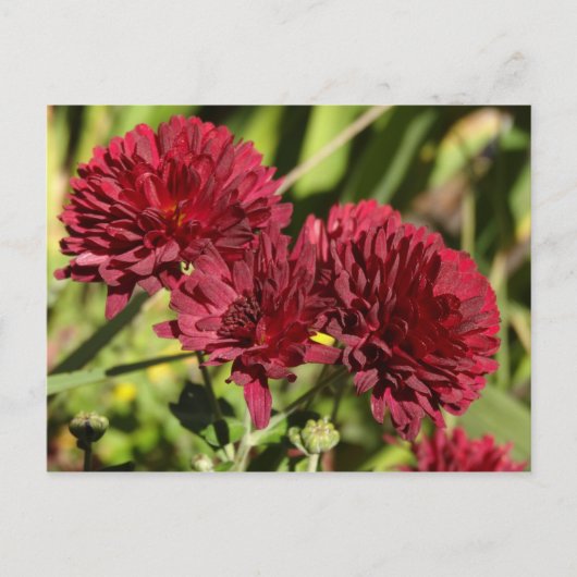 Maroon Chrysanthemums Postkarte (Vorderseite)