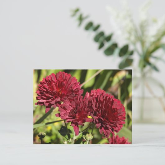 Maroon Chrysanthemums Postkarte (Stehend Vorderseite)