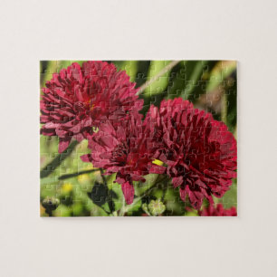 Maroon Chrysanthemums Puzzle