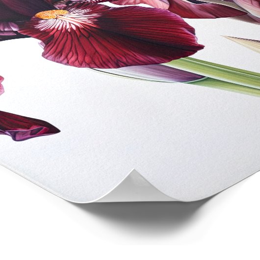 Maroon Iris Blume Art Print Poster (Ecke)