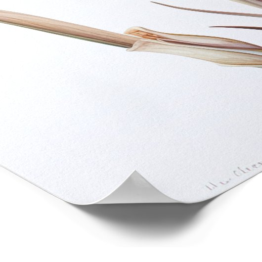 Maroon Iris Blume Art Print Poster (Ecke)