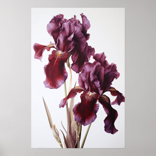Maroon Iris Blume Art Print Poster (Vorne)