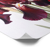 Maroon Iris Blume Art Print Poster (Ecke)