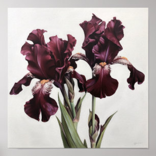 Maroon Iris Blume Art Print Poster