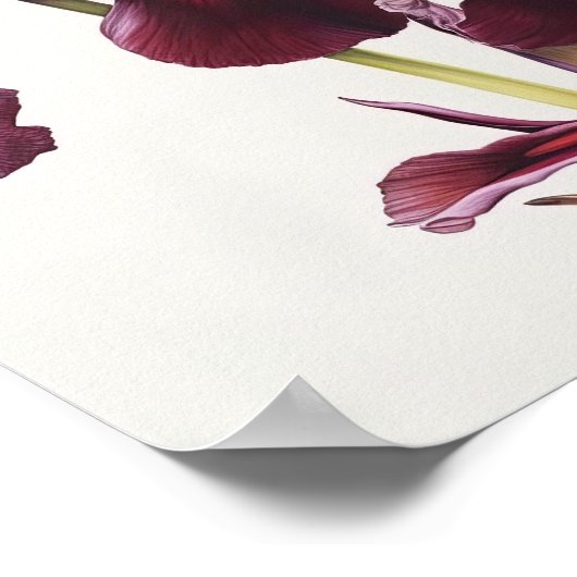 Maroon Iris Blume Art Print Poster (Ecke)