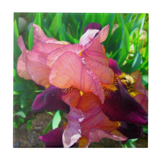 Maroon Iris Blume Patch Fliese (Vorderseite)