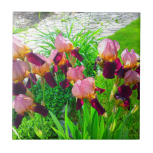Maroon Iris Blume Patch Fliese