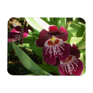 Maroon Orchideen II Elegante Blumen Magnet
