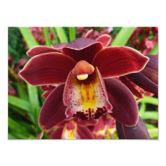 Maroon Orchids I Beautiful Red Floral Fotodruck (Vorne)