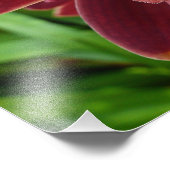 Maroon Orchids I Beautiful Red Floral Fotodruck (Ecke)