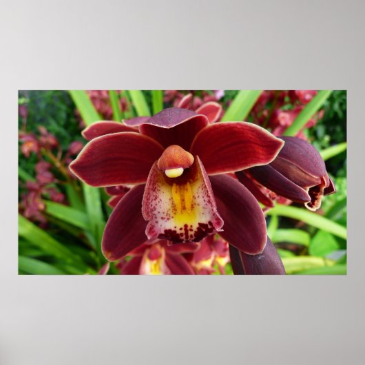 Maroon Orchids I Beautiful Red Floral Poster (Vorne)