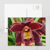 Maroon Orchids I Beautiful Red Floral Postkarte (Vorne/Hinten)