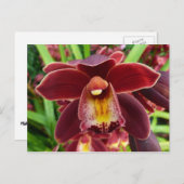 Maroon Orchids I Beautiful Red Floral Postkarte (Vorne/Hinten)
