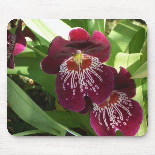 Maroon Orchids II Elegante Mousepad (Vorne)