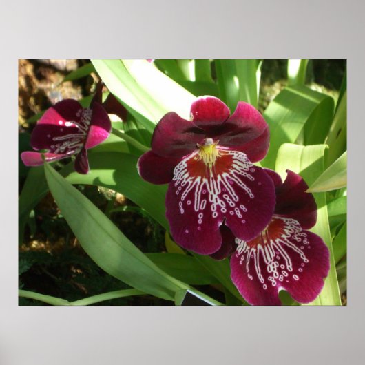 Maroon Orchids II Elegante Poster (Vorne)