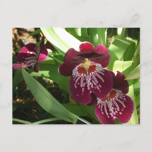 Maroon Orchids II Elegante Postkarte (Vorderseite)