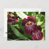 Maroon Orchids II Elegante Postkarte (Vorne/Hinten)