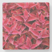Maroon Red Coleus Texture, Stone Untersetzer (Vorderseite)
