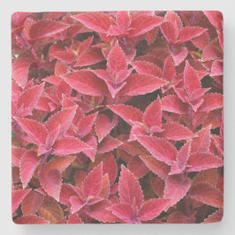 Maroon Red Coleus Texture, Stone Untersetzer