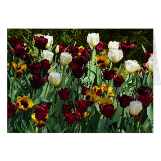 Maroon und Gelbe Tulips farbenfrohe Blumen (Vorderseite (Horizontal))