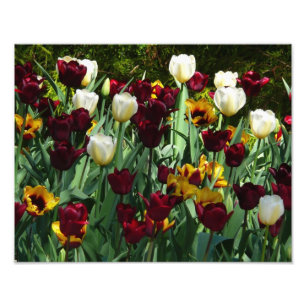 Maroon und Gelbe Tulips farbenfrohe Blumen Fotodruck