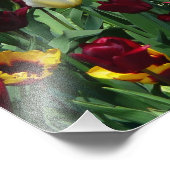 Maroon und Gelbe Tulips farbenfrohe Blumen Fotodruck (Ecke)
