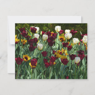 Maroon und Gelbe Tulips farbenfrohe Blumen Karte