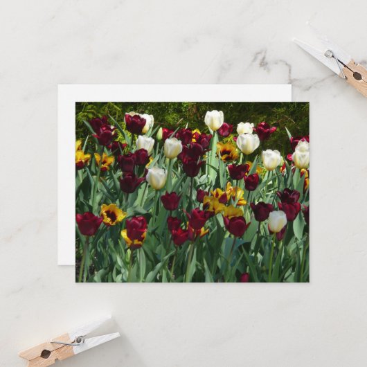 Maroon und Gelbe Tulips farbenfrohe Blumen Karte (Vorderseite/Rückseite Beispiel)