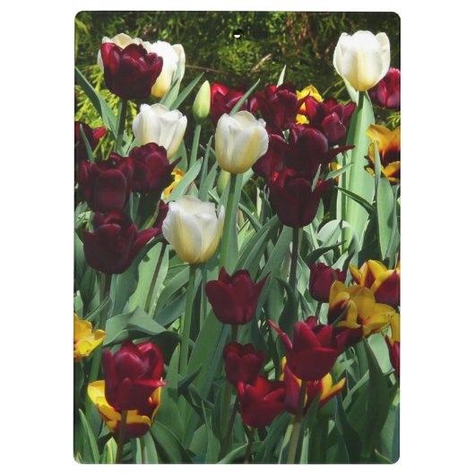 Maroon und Gelbe Tulips farbenfrohe Blumen Klemmbrett (Rückseite)