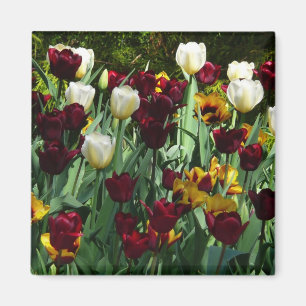 Maroon und Gelbe Tulips farbenfrohe Blumen Magnet