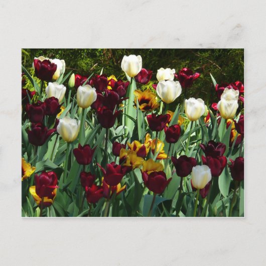 Maroon und Gelbe Tulips farbenfrohe Blumen Postkarte (Vorderseite)