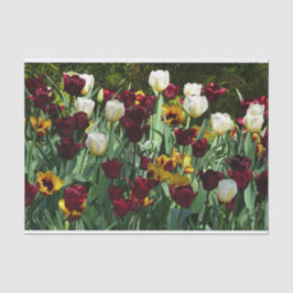 Maroon und Gelbe Tulips farbenfrohe Blumen Seidenpapier