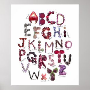 Maroon und Lila Alphabet   Obst und Gemüse Poster
