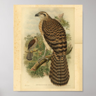 Marquis Dorias Hühnerhabicht-Vogel-FarbVintager Poster