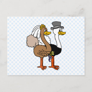 Married Ostrichs Postkarte