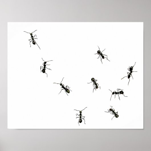 Marschameisen.png Poster (Vorne)