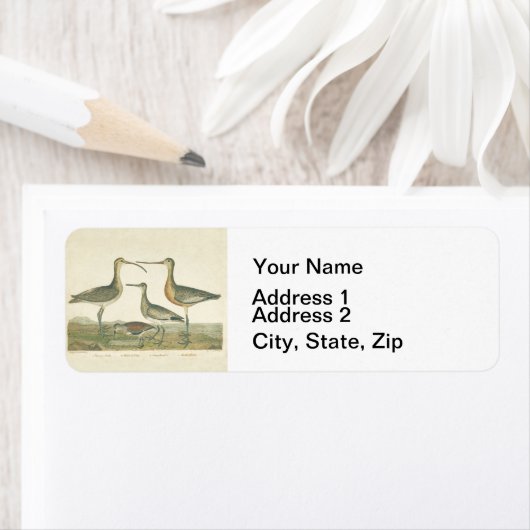 Marsh Bird Curlew Snipe Vogelbeobachtung (Insitu)