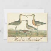 Marsh Bird Curlew Snipe Vogelbeobachtung Einladung (Vorderseite)
