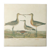 Marsh Bird Curlew Snipe Vogelbeobachtung Fliese (Vorderseite)