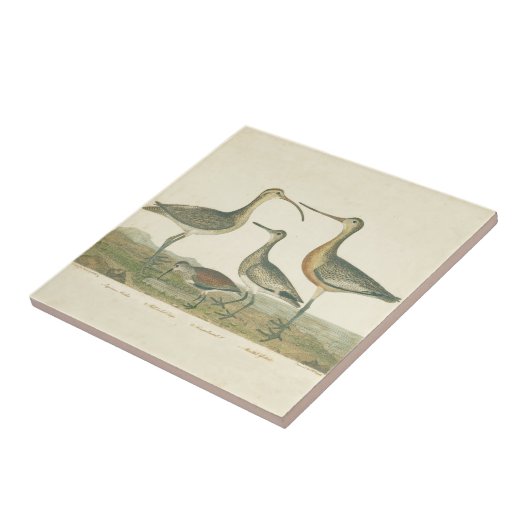 Marsh Bird Curlew Snipe Vogelbeobachtung Fliese (Seite)